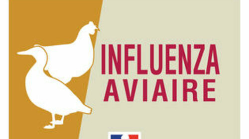 Influenza aviaire